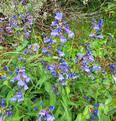 Penstemon humilis, photographed by Michelle Cloud-Hughes