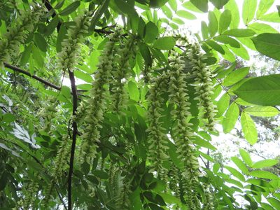 Pterocarya stenoptera, photographed by Marco Mussita