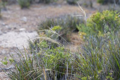 Austrostipa flavescens, photographed by Kym Nicolson