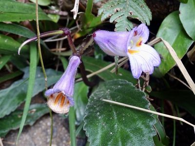 Primulina dryas, photographed by Toby Y