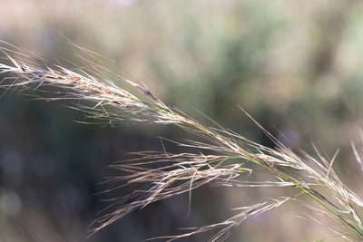 Austrostipa flavescens, photographed by Kym Nicolson