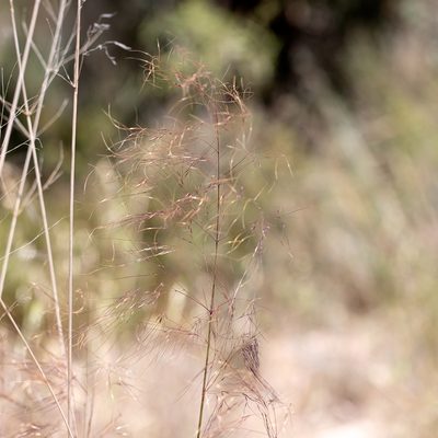 Austrostipa acrociliata, photographed by Kym Nicolson