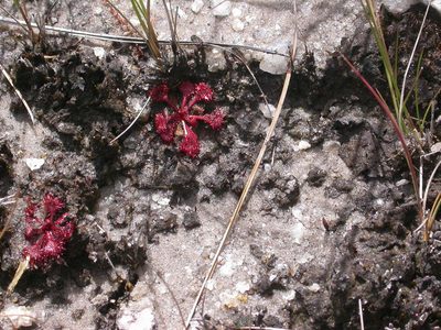 Drosera burkeana, photographed by Romer N. Rabarijaona
