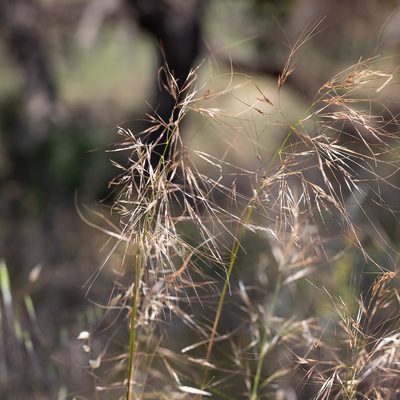 Austrostipa flavescens, photographed by Kym Nicolson