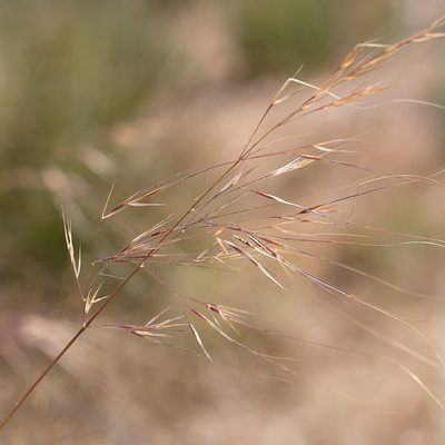 Austrostipa flavescens, photographed by Kym Nicolson