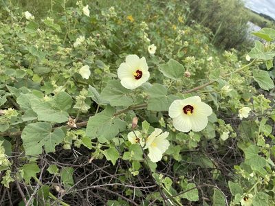 Pavonia senegalensis, photographed by Robert Taylor