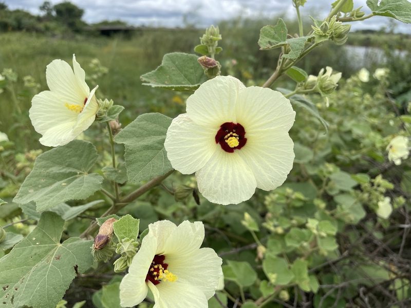 Pavonia senegalensis, photographed by Robert Taylor