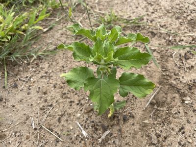 Acanthospermum hispidum, photographed by Robert Taylor