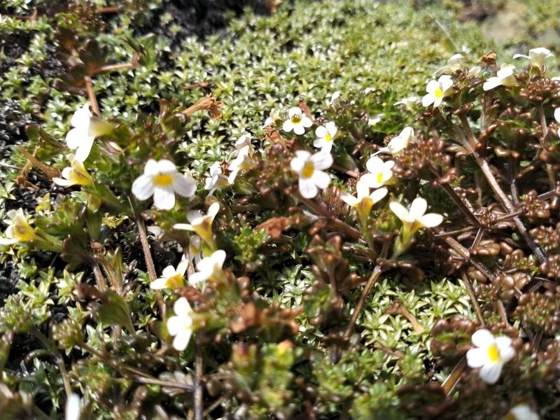 Euphrasia australis, photographed by John Barkla