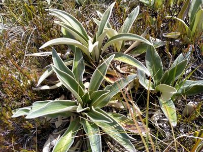 Celmisia verbascifolia, photographed by John Barkla