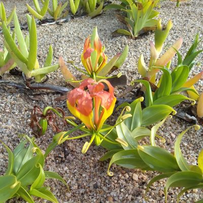 Gloriosa superba, photographed by Rosemary Harrison