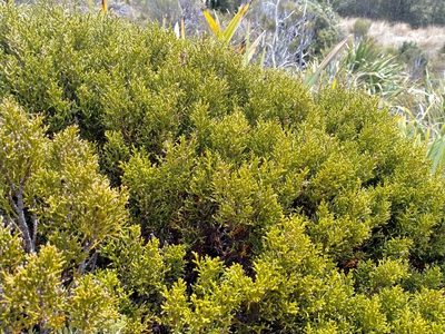 Halocarpus bidwillii, photographed by John Barkla