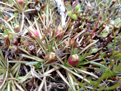 Stylidium subulatum, photographed by John Barkla