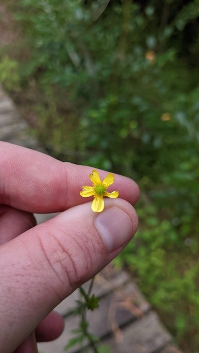 Ranunculus plebeius, photographed by M. quinquenervia