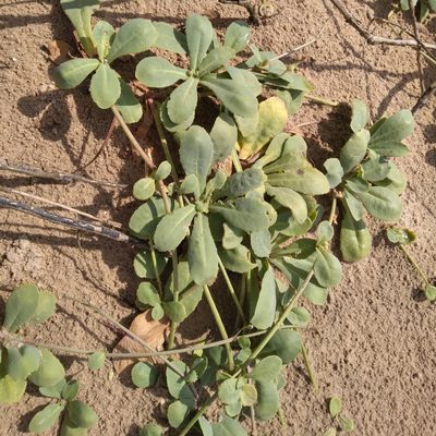 Launaea sarmentosa, photographed by Rosemary Harrison