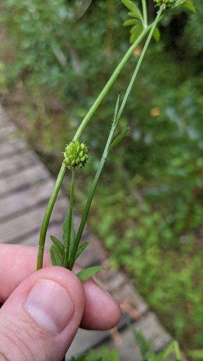 Ranunculus plebeius, photographed by M. quinquenervia