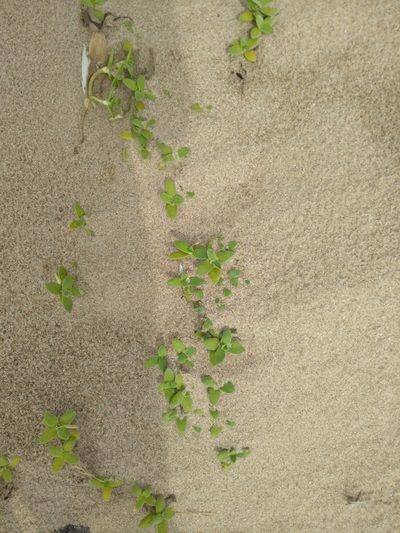 Phylohydrax carnosa, photographed by Rosemary Harrison