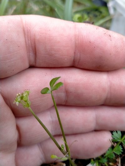 Azorella nitens, photographed by John Barkla