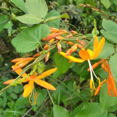 Crocosmia aurea, photographed by Rosemary Harrison