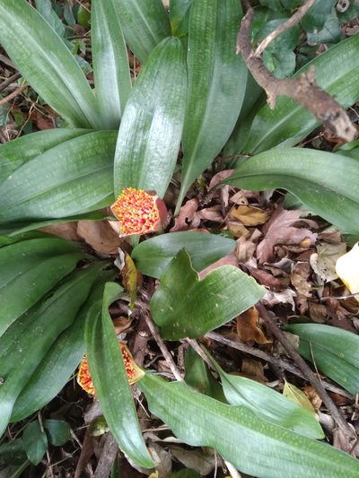 Scadoxus membranaceus, photographed by Rosemary Harrison