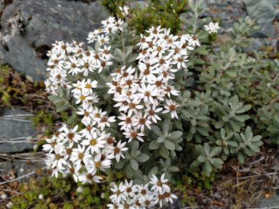 Olearia moschata, photographed by John Barkla