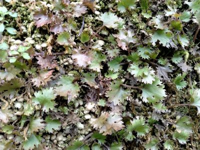 Gunnera monoica, photographed by John Barkla