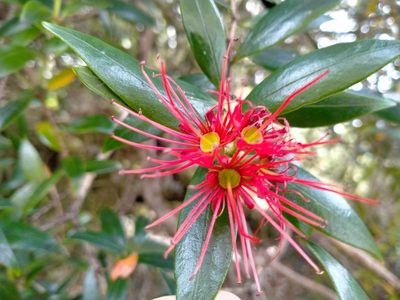 Metrosideros umbellata, photographed by John Barkla