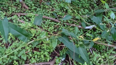Persicaria strigosa, photographed by M. quinquenervia