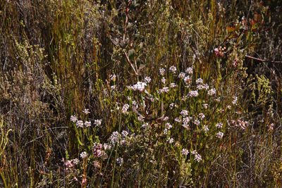 Spatalla squamata, photographed by Tony Rebelo