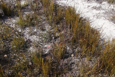 Leucospermum pedunculatum, photographed by Tony Rebelo