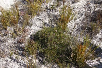 Serruria bolusii, photographed by Tony Rebelo