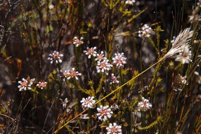 Spatalla squamata, photographed by Tony Rebelo