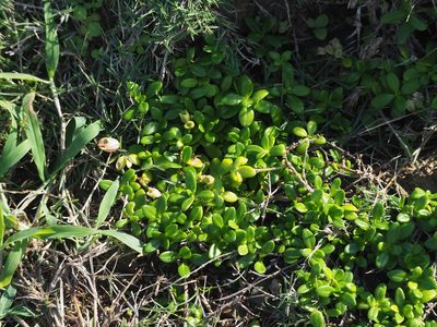 Leptopetalum strigulosum, photographed by 葉子