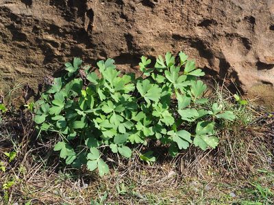 Peucedanum japonicum, photographed by 葉子