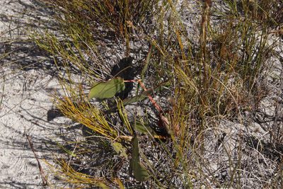 Protea cordata, photographed by Tony Rebelo