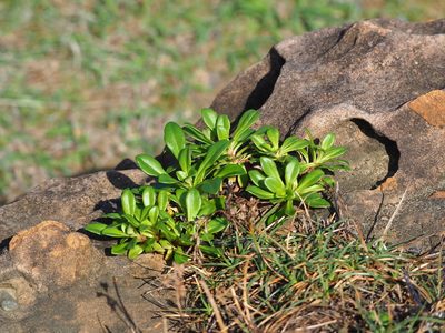Lysimachia mauritiana, photographed by 葉子