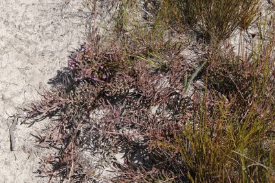 Leucospermum pedunculatum, photographed by Tony Rebelo