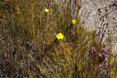 Lachnaea aurea, photographed by Tony Rebelo