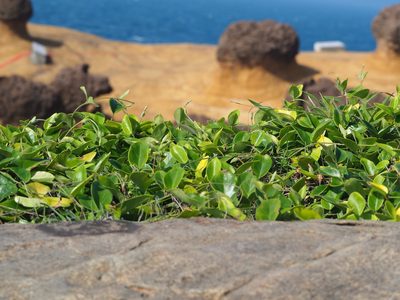 Vincetoxicum hirsutum, photographed by 葉子