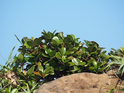 Rhaphiolepis umbellata, photographed by 葉子