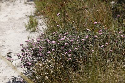 Metalasia erubescens, photographed by Tony Rebelo