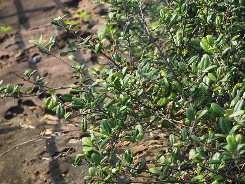 Elaeagnus formosana, photographed by 葉子