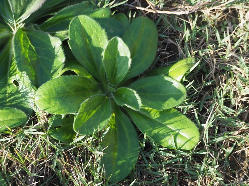 Kalimeris hispida, photographed by 葉子