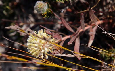 Leucospermum pedunculatum, photographed by Tony Rebelo