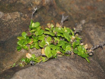 Leptopetalum strigulosum, photographed by 葉子