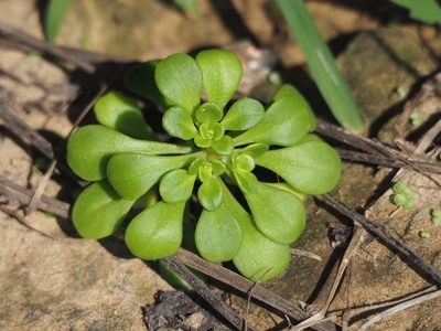 Sedum formosanum, photographed by 葉子