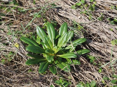 Lysimachia mauritiana, photographed by 葉子