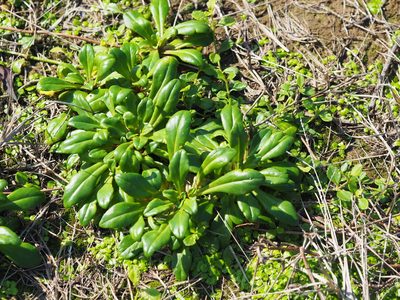 Lysimachia mauritiana, photographed by 葉子