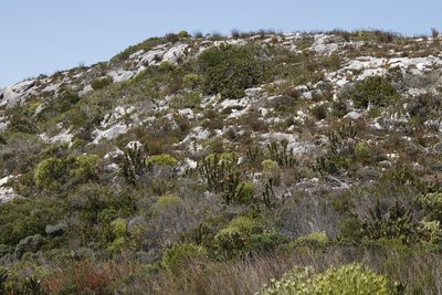 Mimetes saxatilis, photographed by Tony Rebelo