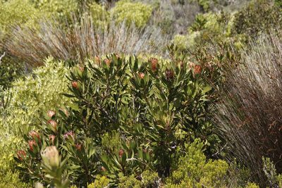 Protea obtusifolia, photographed by Tony Rebelo